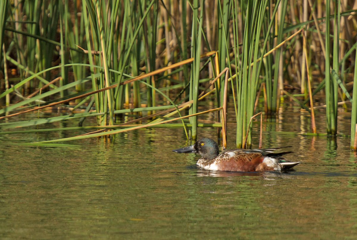 Rouge-Cloître (couples de canards souchet et couple colvert dont hybride) 1310290253055685111684553