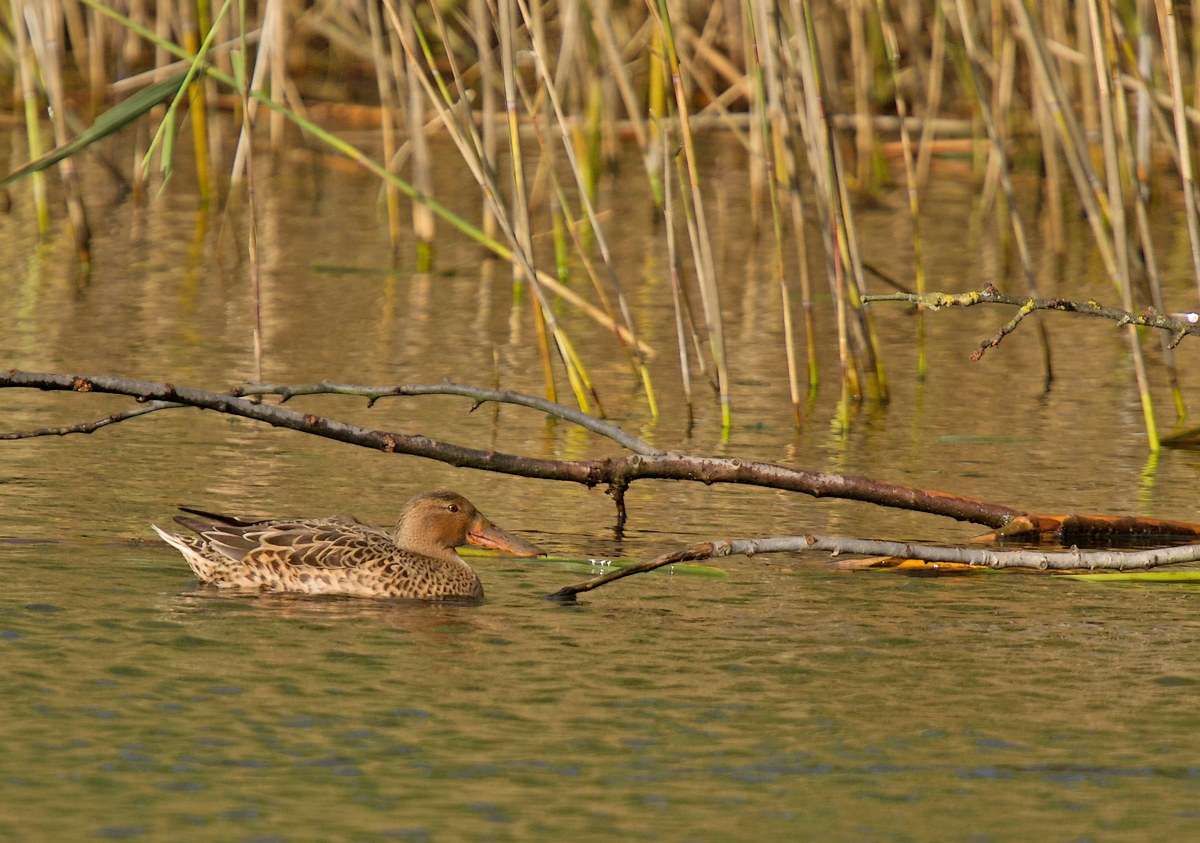 Rouge-Cloître (couples de canards souchet et couple colvert dont hybride) 1310290253055685111684554