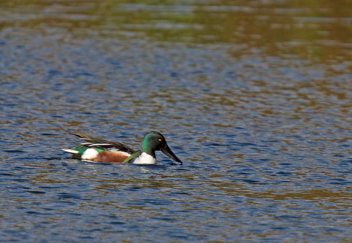 Rouge-Cloître (couples de canards souchet et couple colvert dont hybride) 1310290253055685111684555