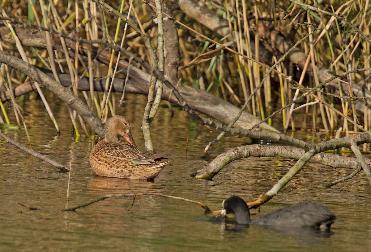 Rouge-Cloître (couples de canards souchet et couple colvert dont hybride) 1310290253055685111684556