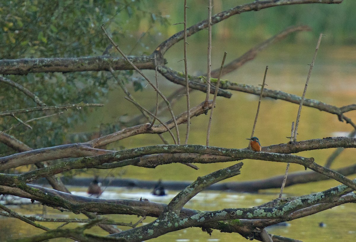 Rouge-Cloître (étang n°5) (martin-pêcheur - souchet - buse variable) 1310311223205685111689882