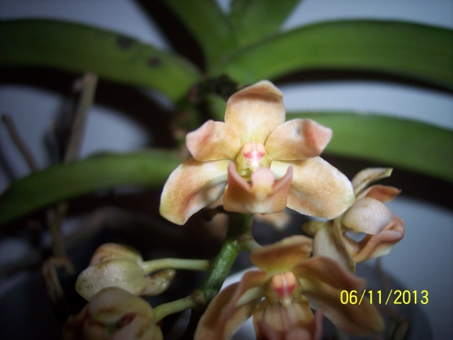 Rhynchostylis gigantea peach 13110609440016852211709224