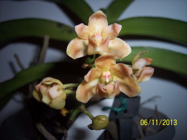 Rhynchostylis gigantea peach 13110609441916852211709225