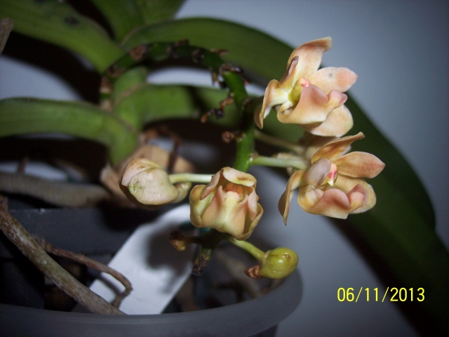 Rhynchostylis gigantea peach 13110609443716852211709227