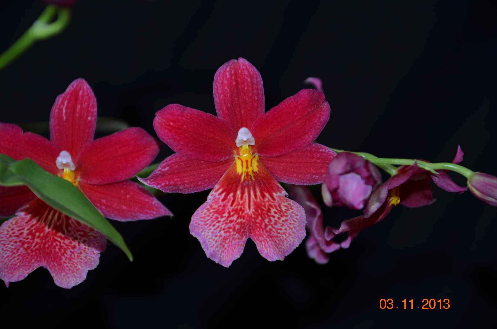 flo1 oncidopsis nelly isler