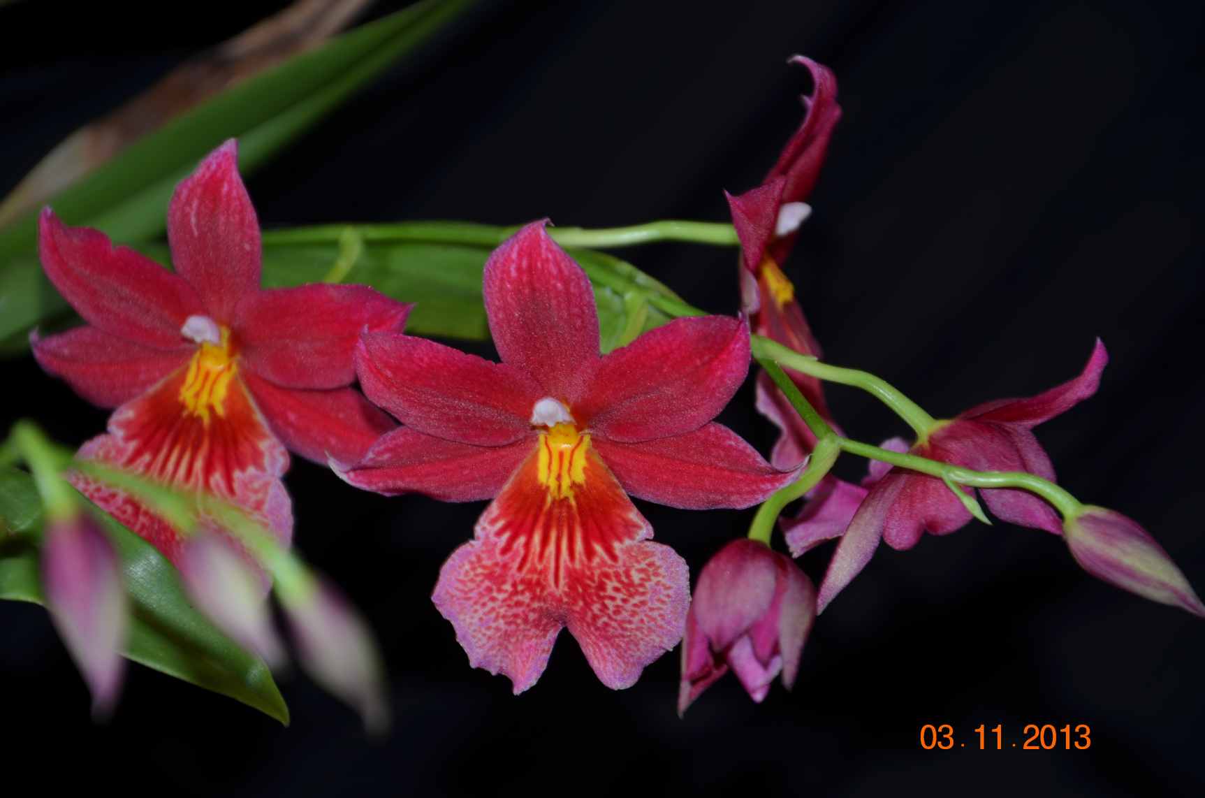 flo2 oncidopsis nelly isler