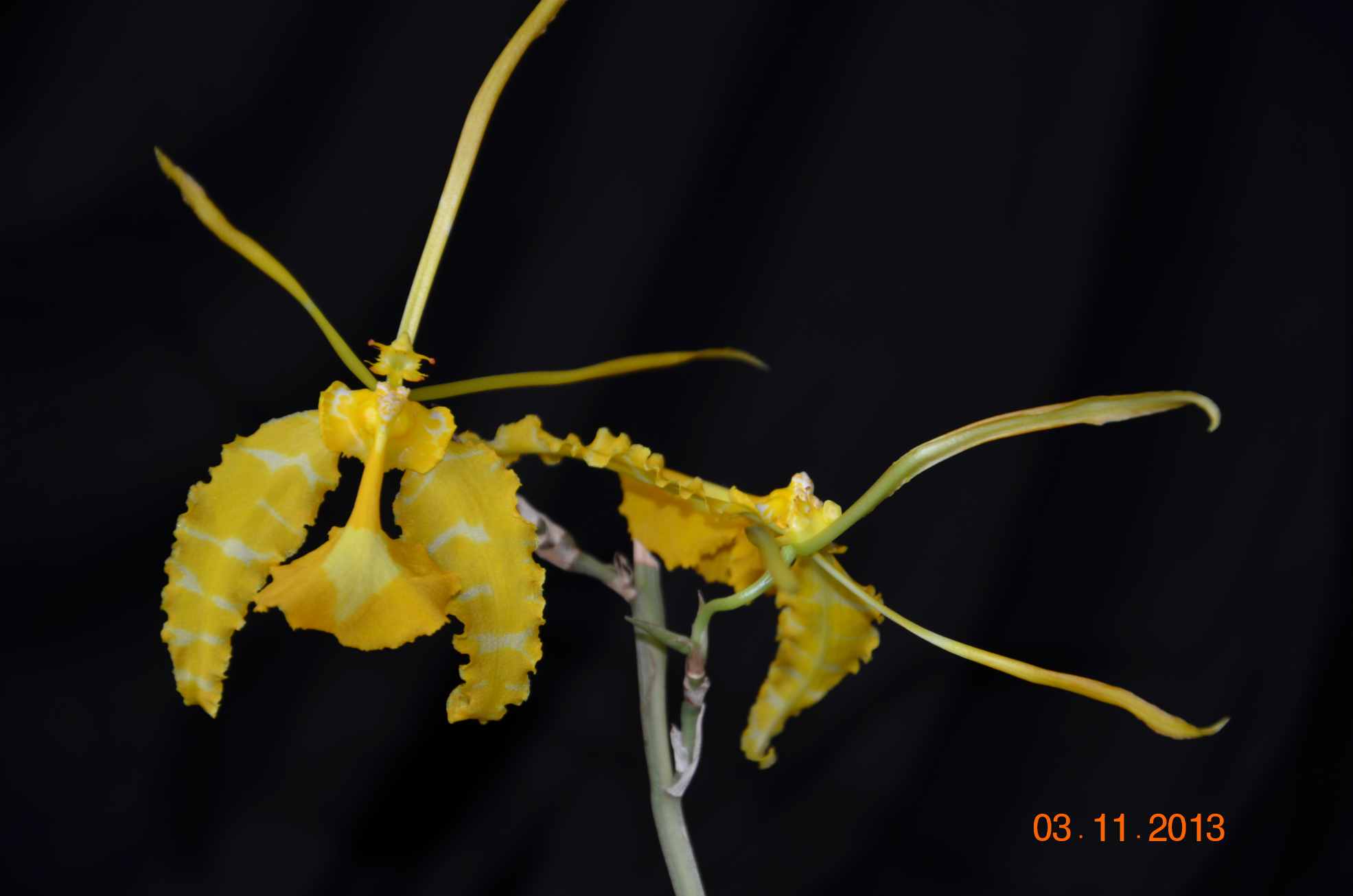 floraison psychopsis papilio alba