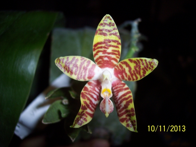 Phalaenopsis amboinensis 13111011440216852211721276