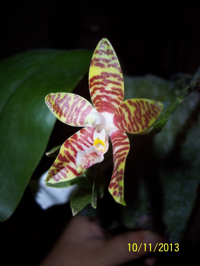 Phalaenopsis amboinensis 13111011441916852211721277