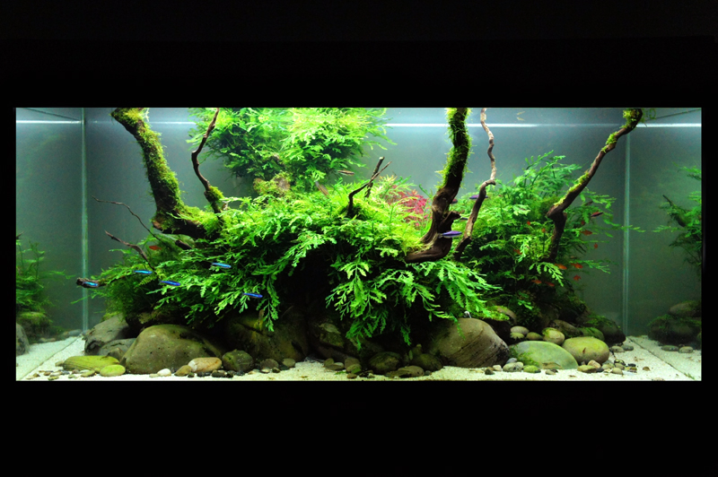 DSC08170 modif concours forum