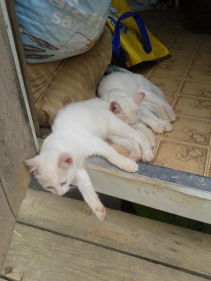 chatons blancs