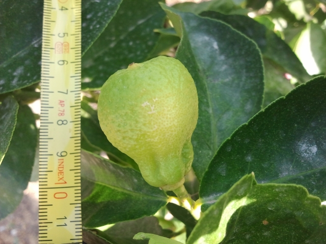 citron poire2  10 2013