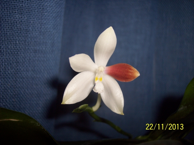 Phalaenopsis tetraspis C1 13112208390616852211757263
