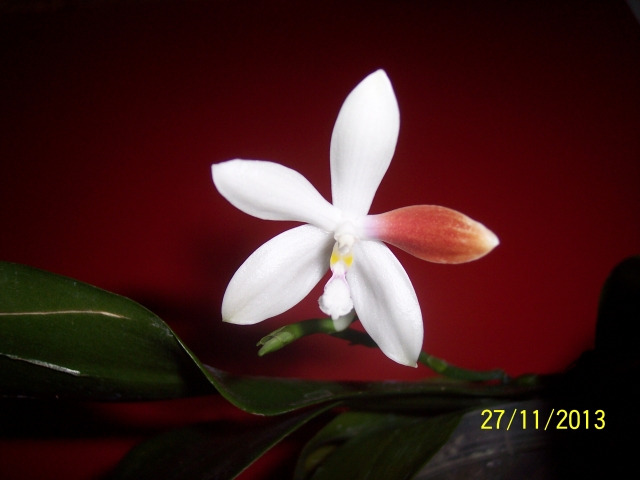 Phalaenopsis tetraspis C1 13112709264116852211772290