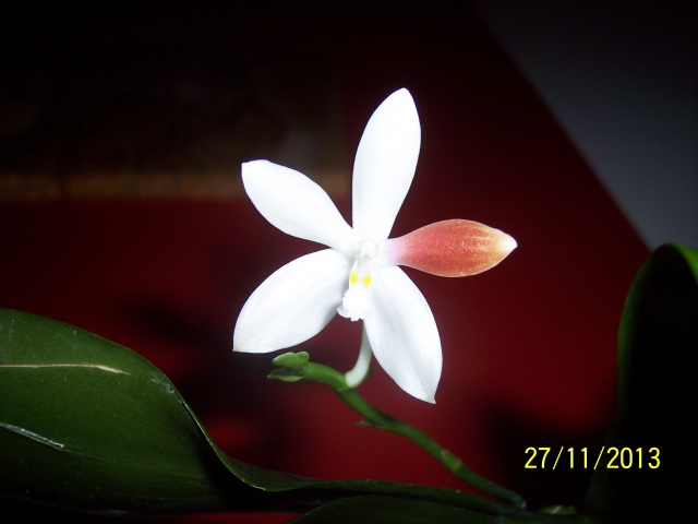 Phalaenopsis tetraspis C1 13112709270016852211772292