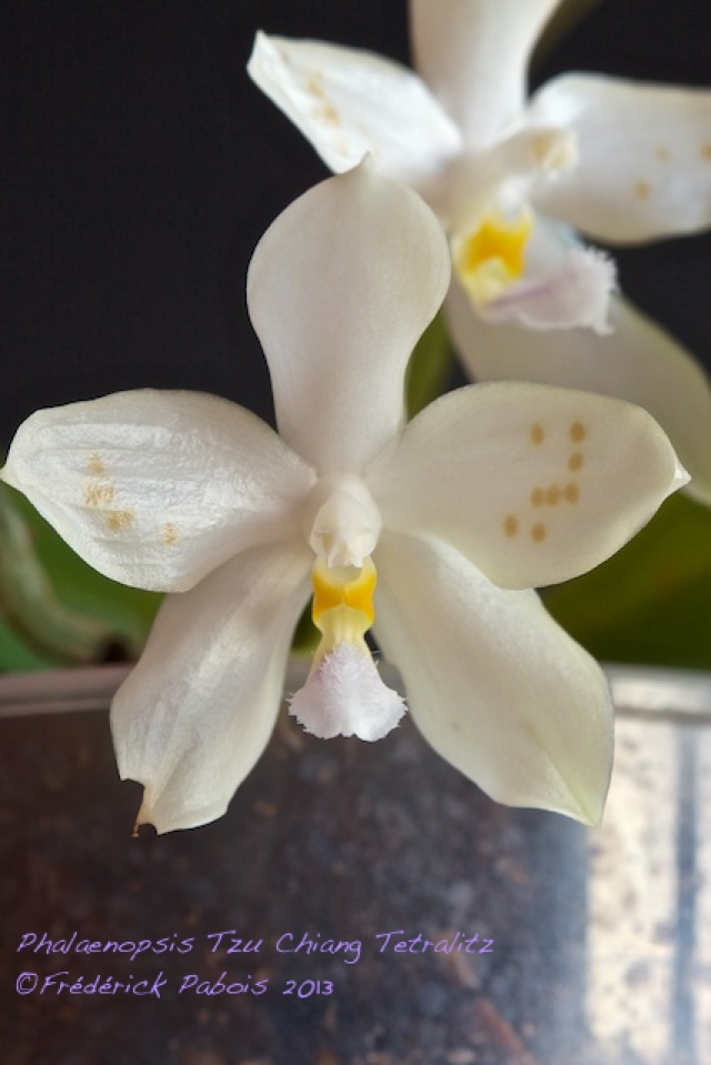 Phalaenopsis Tzu Chiang Tetralitz  13112805230216321511773944