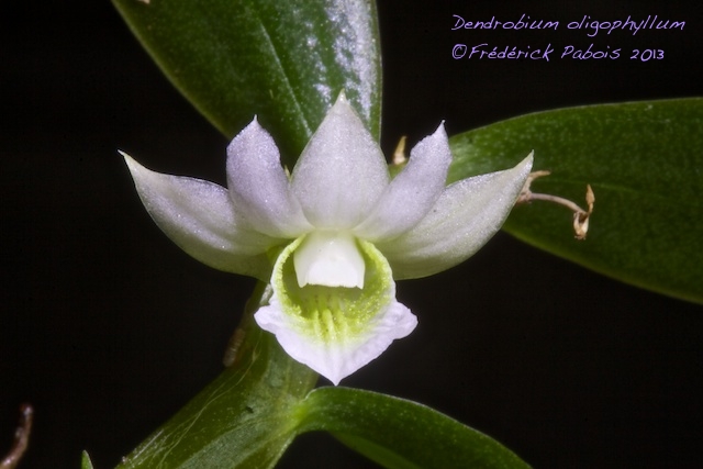 Dendrobium oligophyllum 13120103525516321511781999