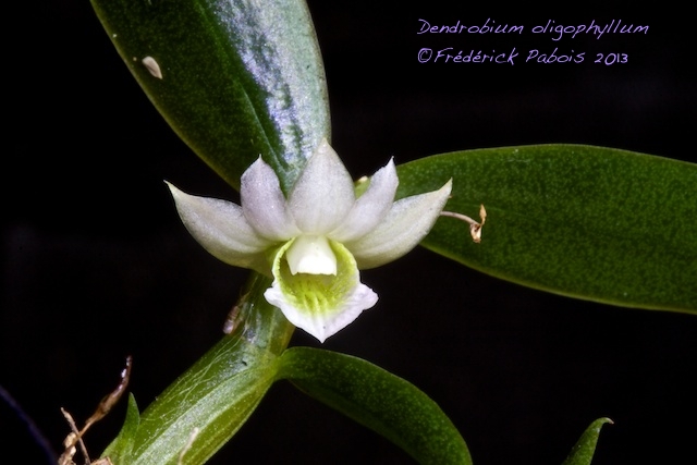 Dendrobium oligophyllum 13120103525916321511782000