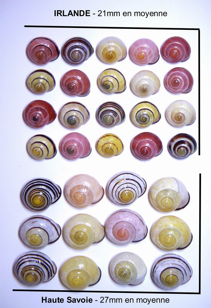 Cepaea nemoralis (Linnæus, 1758) - Page 3 13120203164114587711785001