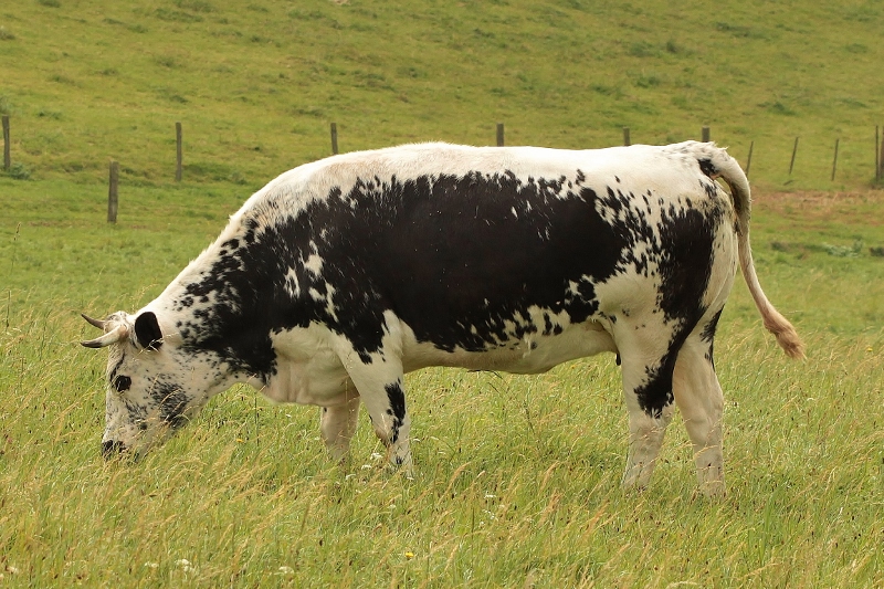 Vache vosgienne (800x533)