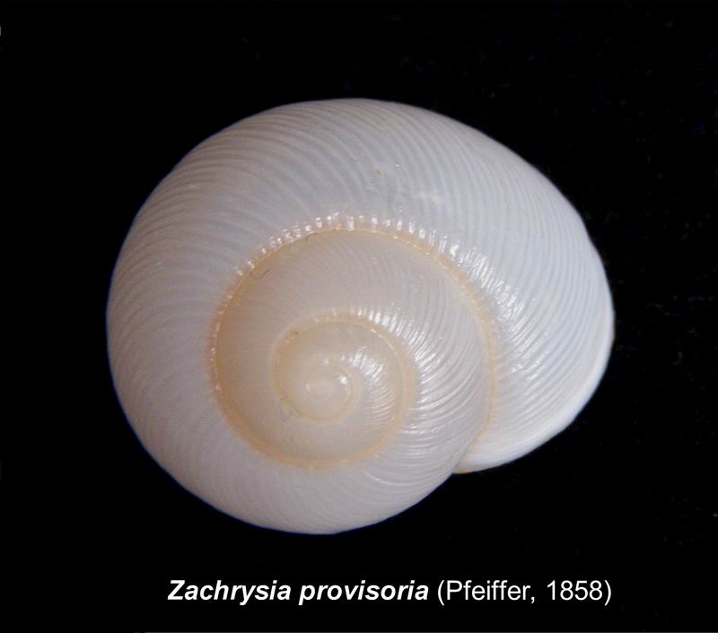 Zachrysia provisoria (Pfeiffer, 1858) 13120310434614587711787135