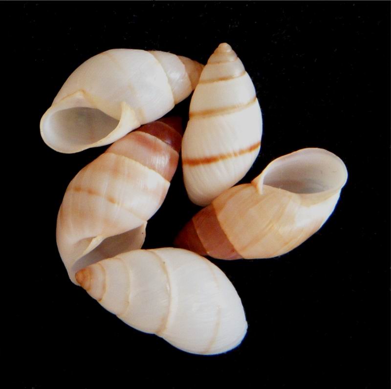 Bulimulus guadaloupensis - Bulimulus guadalupensis (Bruguière, 1789) 13120405075414587711791280
