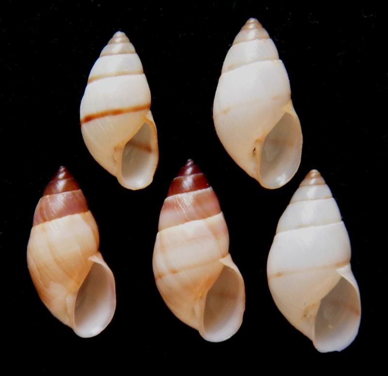 Bulimulinae Bulimulus guadalupensis (Bruguière, 1789)