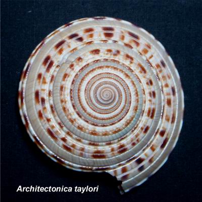 Architectonica taylori (Hanley, 1862) 13121506270914587711820285