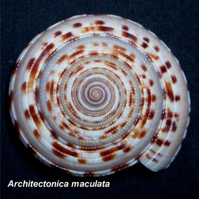 Architectonica maculata (Link, 1807) 13121506272614587711820291