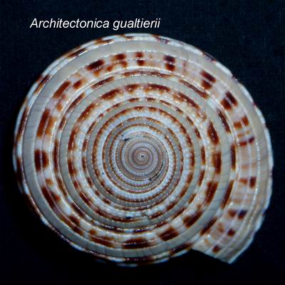 Architectonica gualtierii Bieler, 1993 13121506275414587711820305