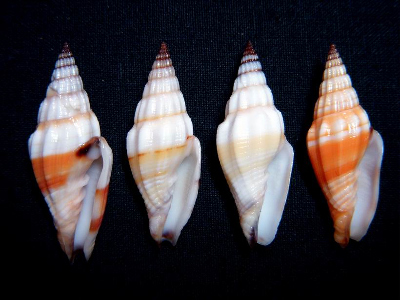 Vexillum croceorbis - Dekkers, 2013 13121703213114587711824954
