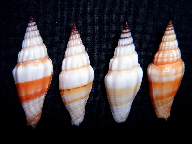 Vexillum croceorbis - Dekkers, 2013 13121703213314587711824955