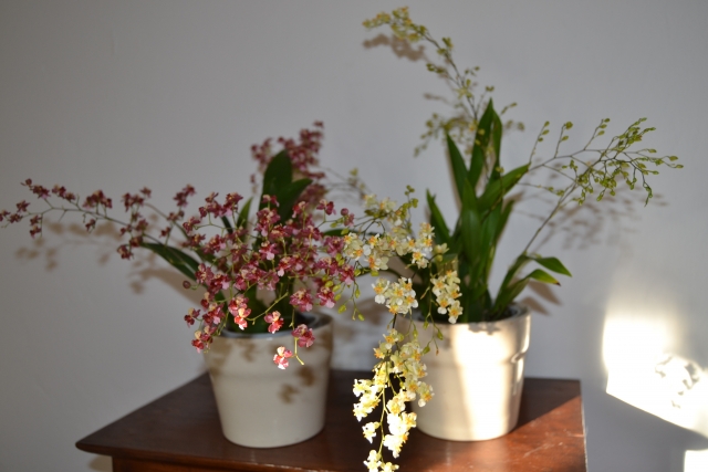 Oncidium twinkle 13121911524916191811828991