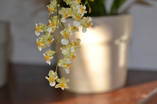 Oncidium twinkle 13121911533616191811828992