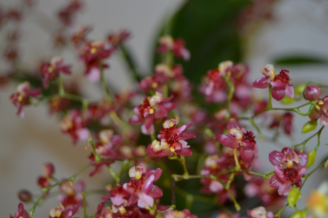 Oncidium twinkle 13121912145116191811829026