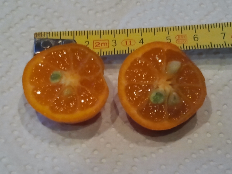 calamondin fruit 12 2013