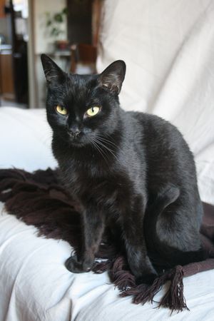 Satie, belle chatte noire, née fin 2012 131226103745202011846391