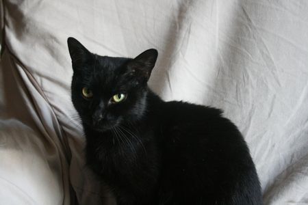 Satie, belle chatte noire, née fin 2012 131226103745202011846392