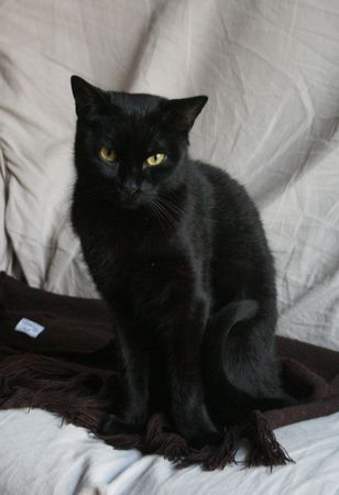 Satie, belle chatte noire, née fin 2012 131226103745202011846393