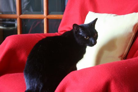 Satie, belle chatte noire, née fin 2012 131226103745202011846399