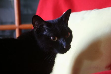 Satie, belle chatte noire, née fin 2012 131226103745202011846400