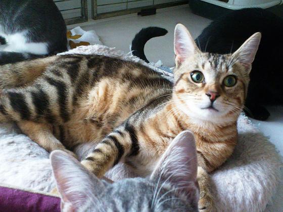 Izy, jeune chat très attachant, Aidofélins Maisons-Laffitte (78) 14010204575013307011864476