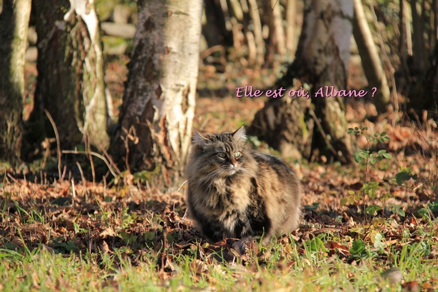 coucher soleil 1 com