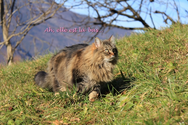 coucher soleil 4 com