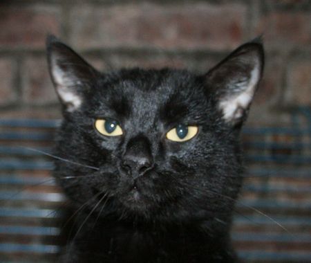Maouss, adorable chat noir, né en 2013 140117115258202011908239