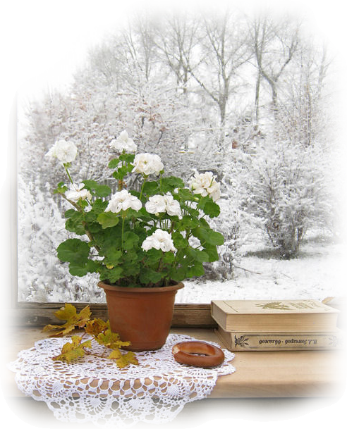 neige fenetre neige et geranium blanc pam