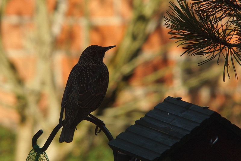 Animaux de mon jardin - A65-DSC04761rec