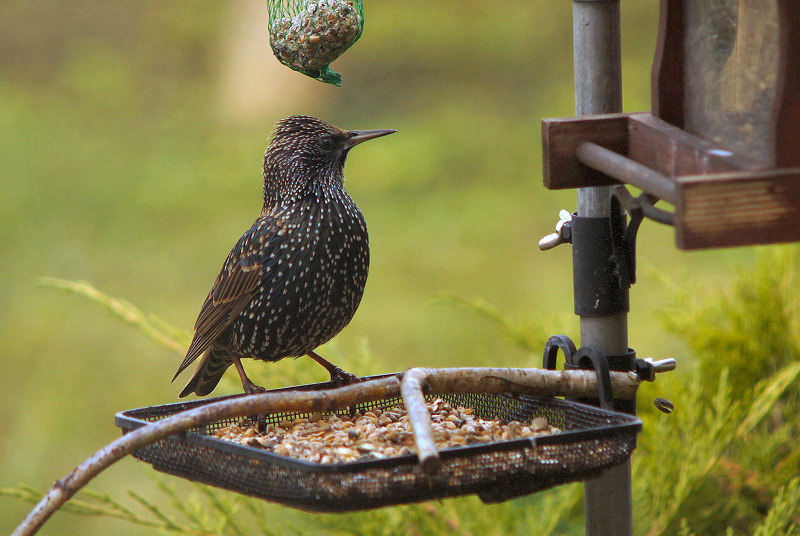 Animaux de mon jardin - A65-DSC04785rec