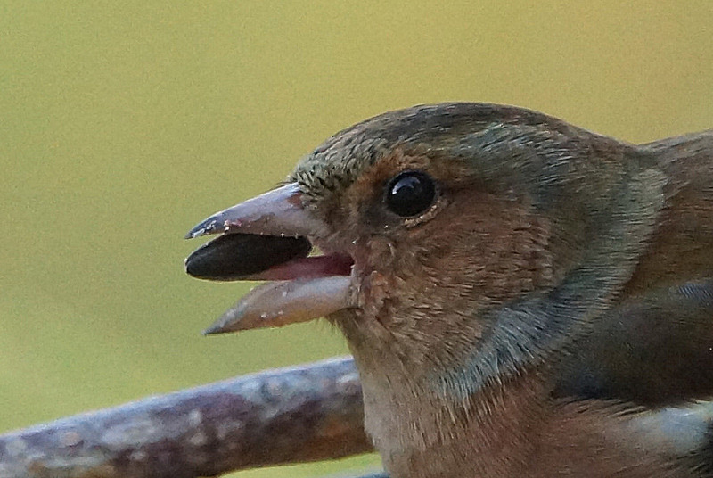 Animaux de mon jardin - A77-DSC05643rec2