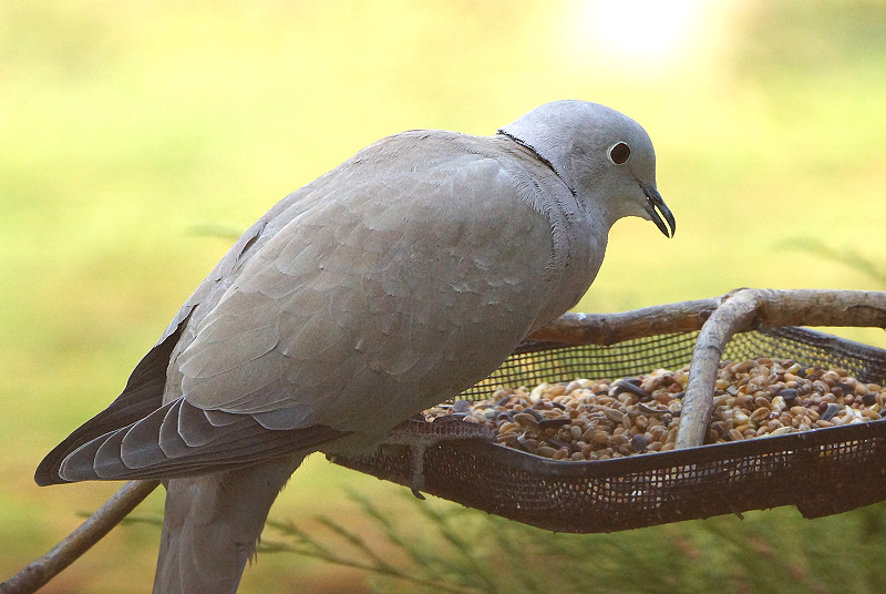 Animaux de mon jardin - A77-DSC05666rec
